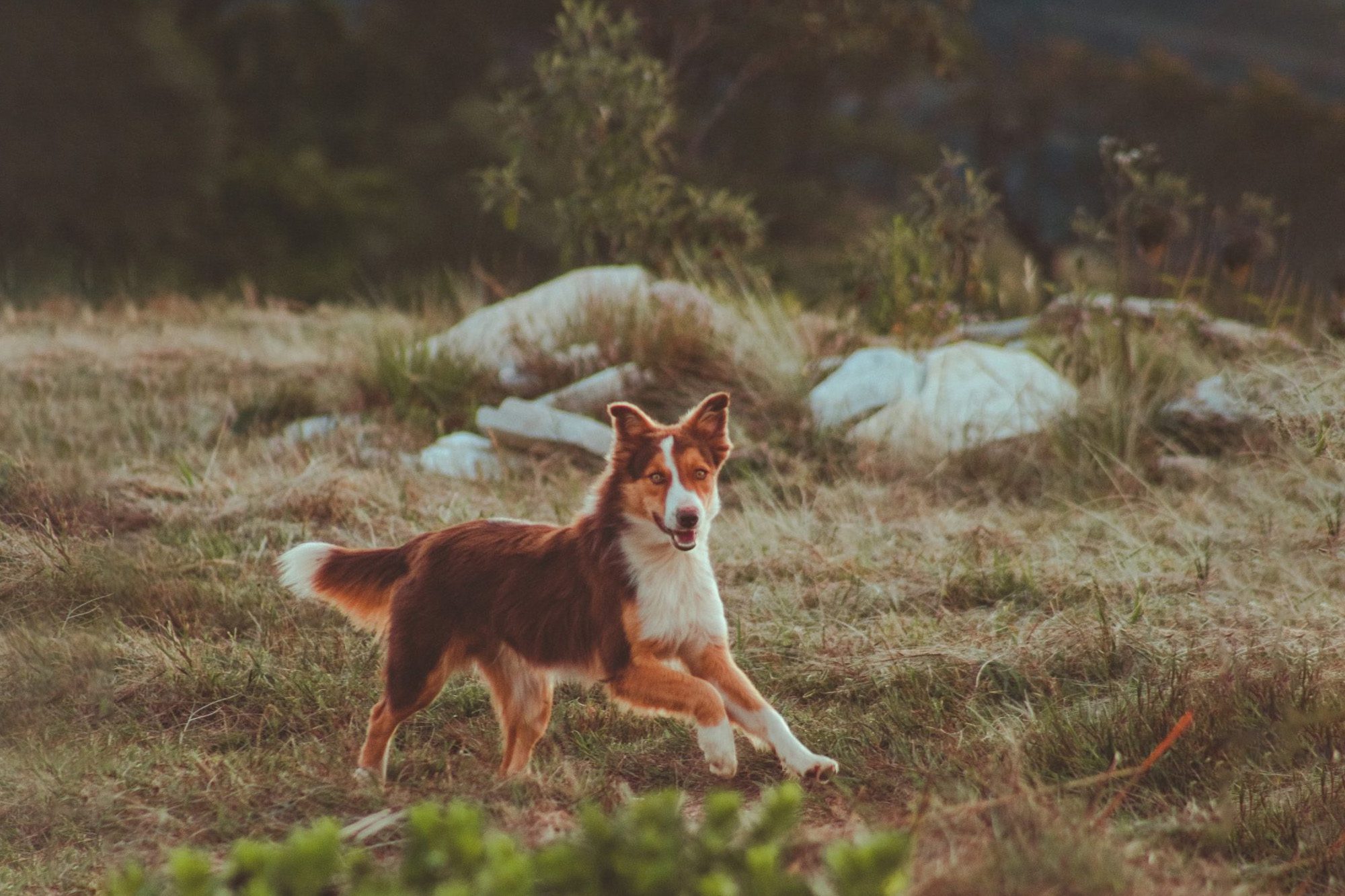 Fall To-Do List For Pet Owners