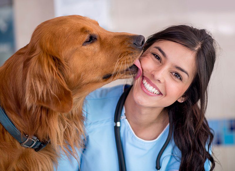Golden Retriever giving a female veterinarian a kiss on the face.