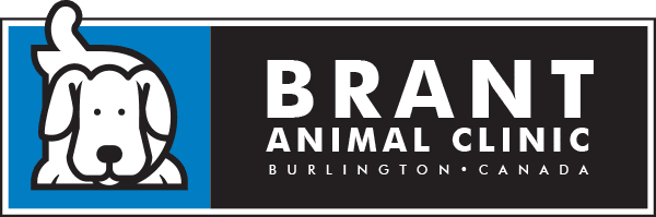 Brant Animal Clinic Located In Burlington Canada