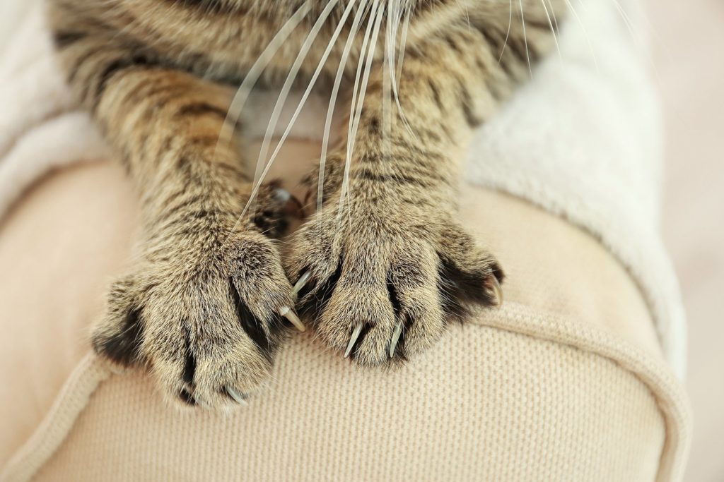 Kneading In Kitties