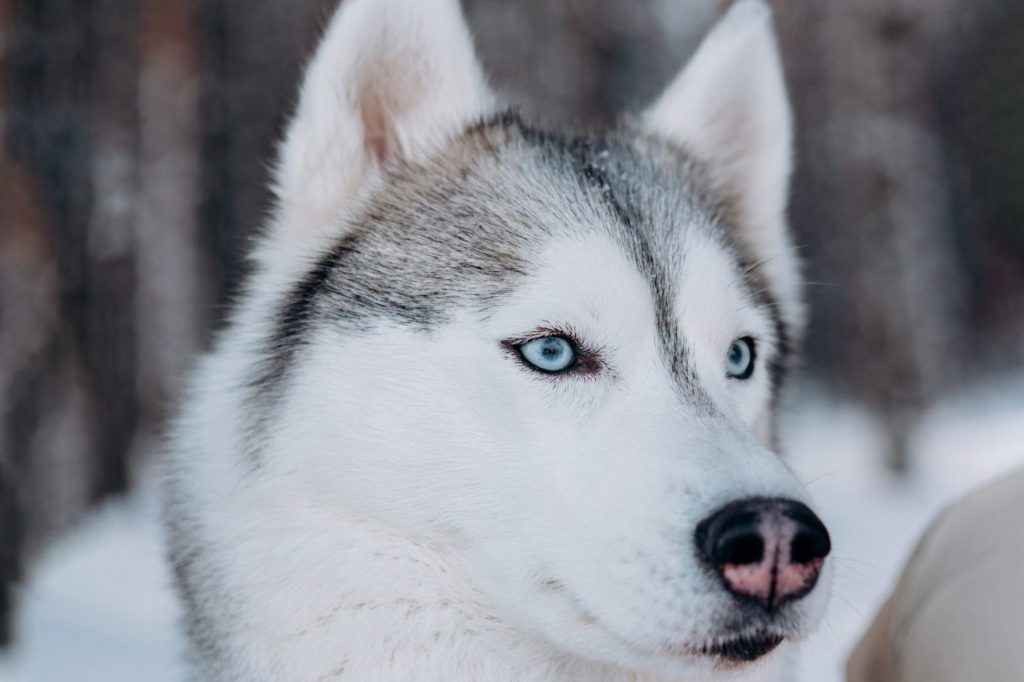Know About Snow Dog Care Tips