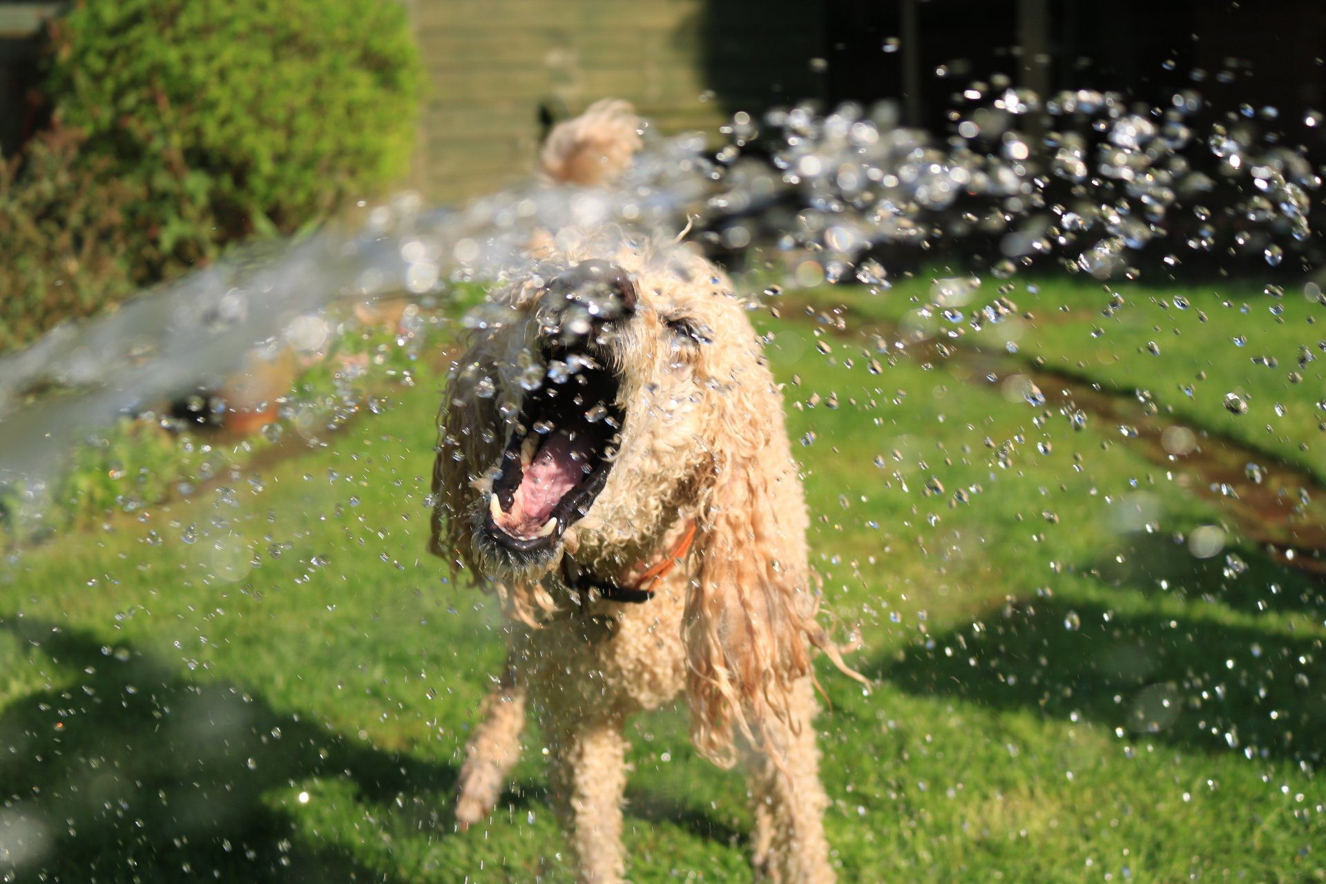 Safety Tips For The Dog Park