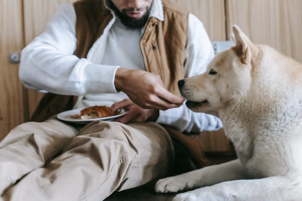 National Cook For Your Pets Day