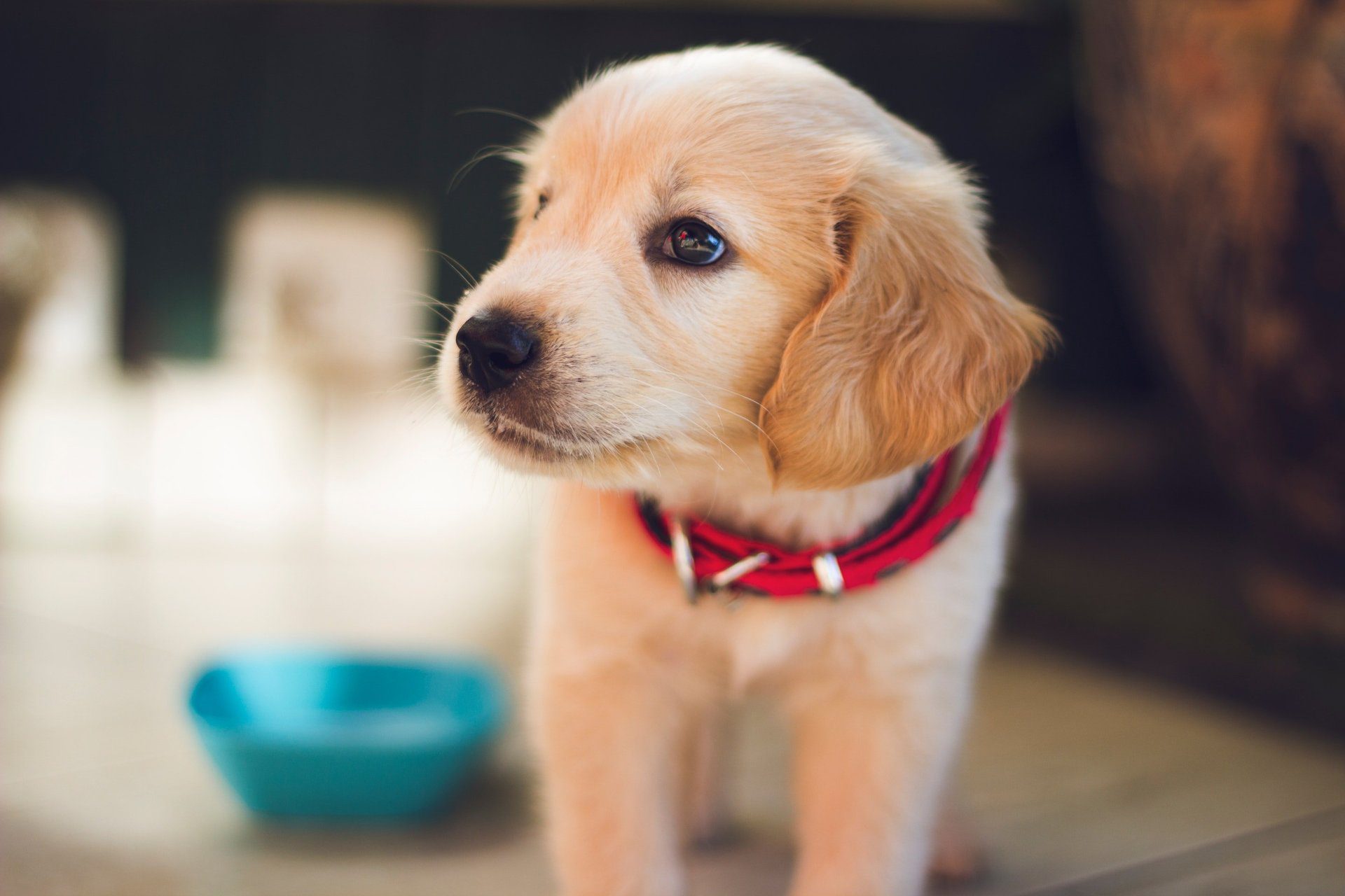 Know About Puppy Training Tips