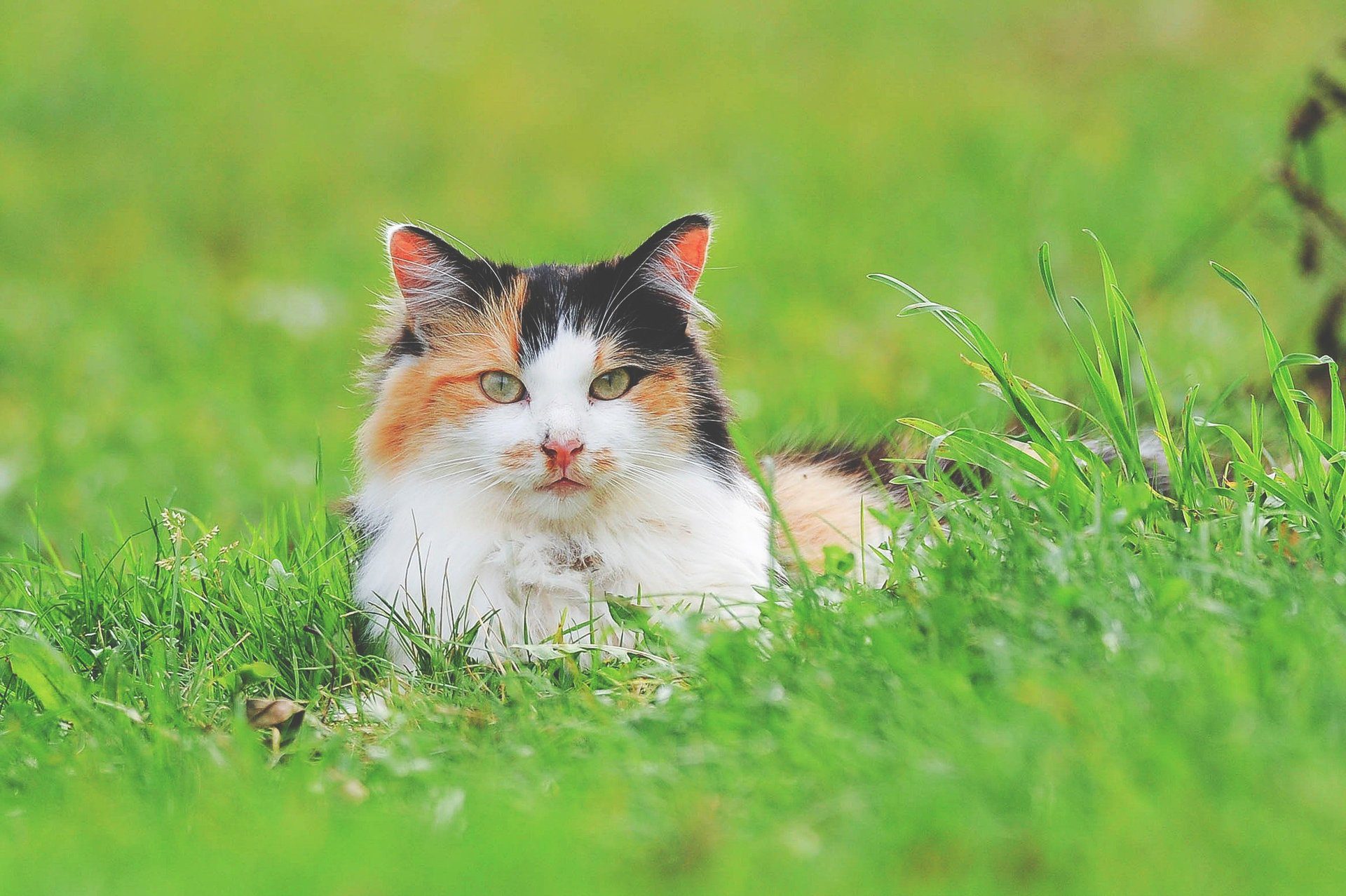 7 Things Cats Can’t Make Up Their Minds About