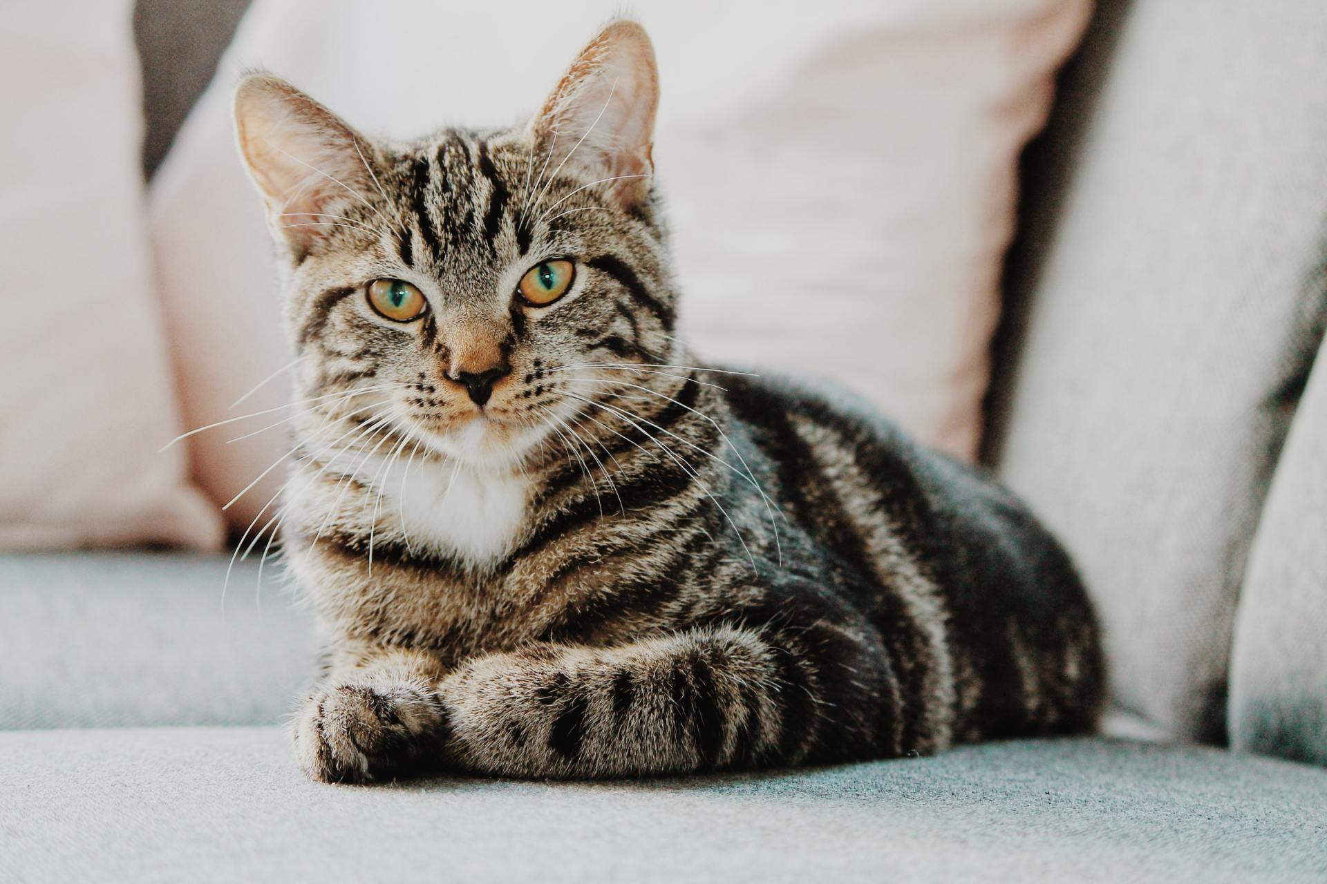 Grooming A Senior Cat