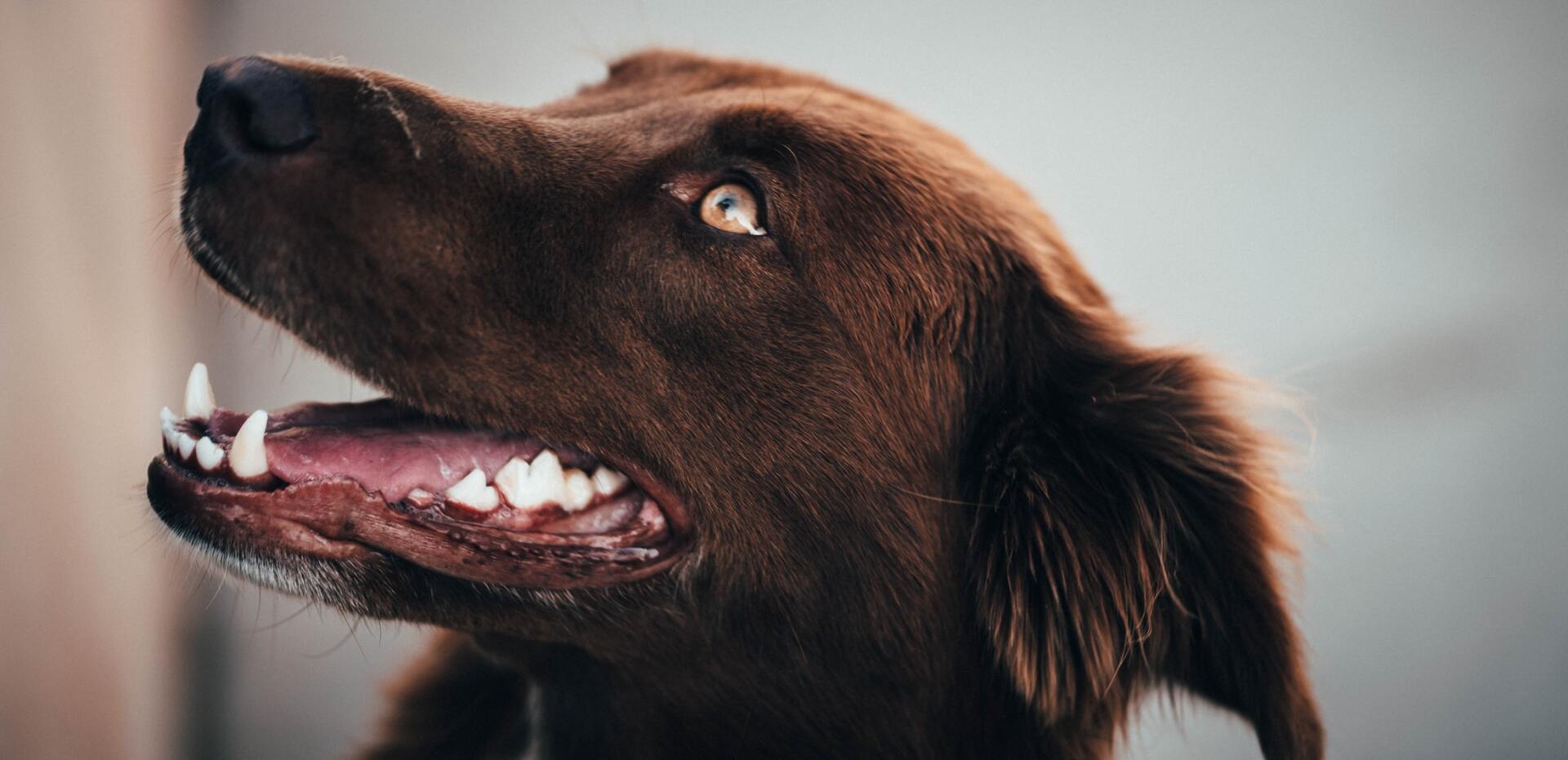 5 Ways To Keep Your Dog’s Teeth Healthy