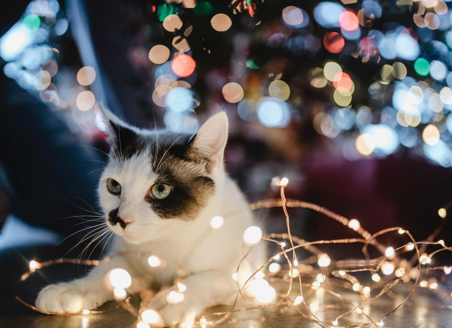 Holiday Gifts For Cats