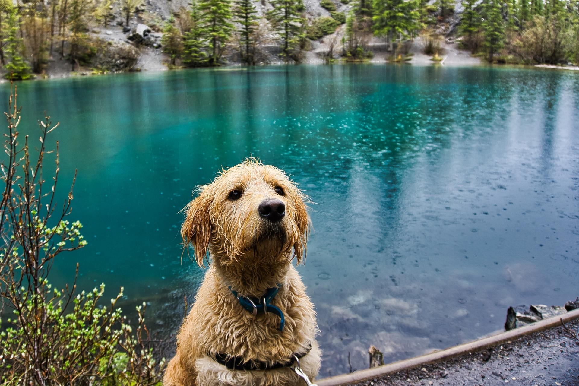 Blue-green Algae: A Danger To Pets