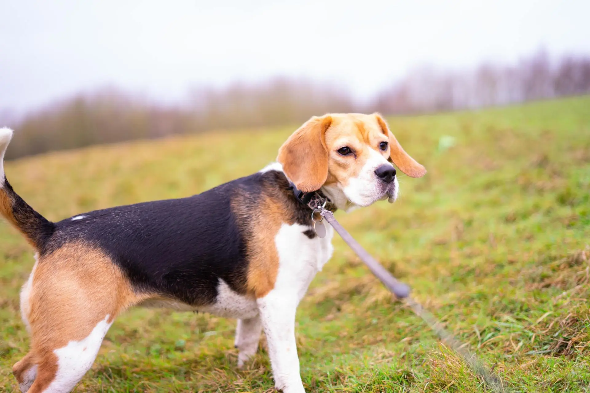 It's National Beagle Day!