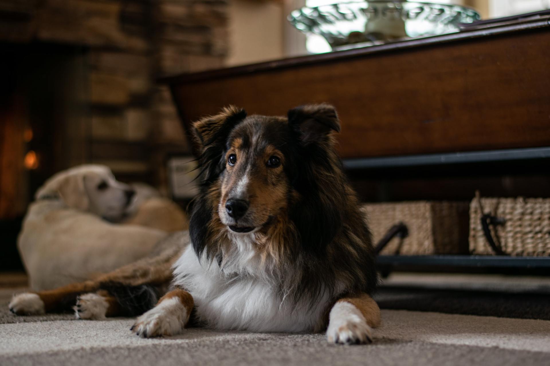 Celebrating The Sheltie