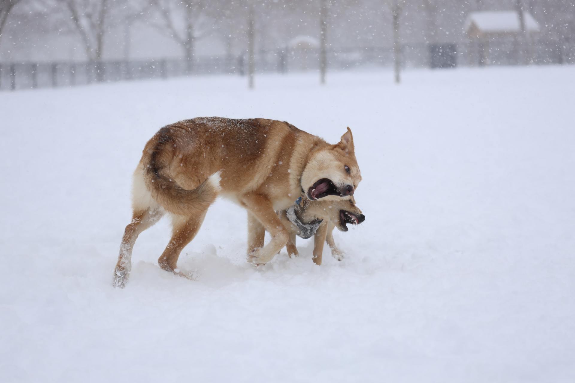 Cold Weather Care For Dogs