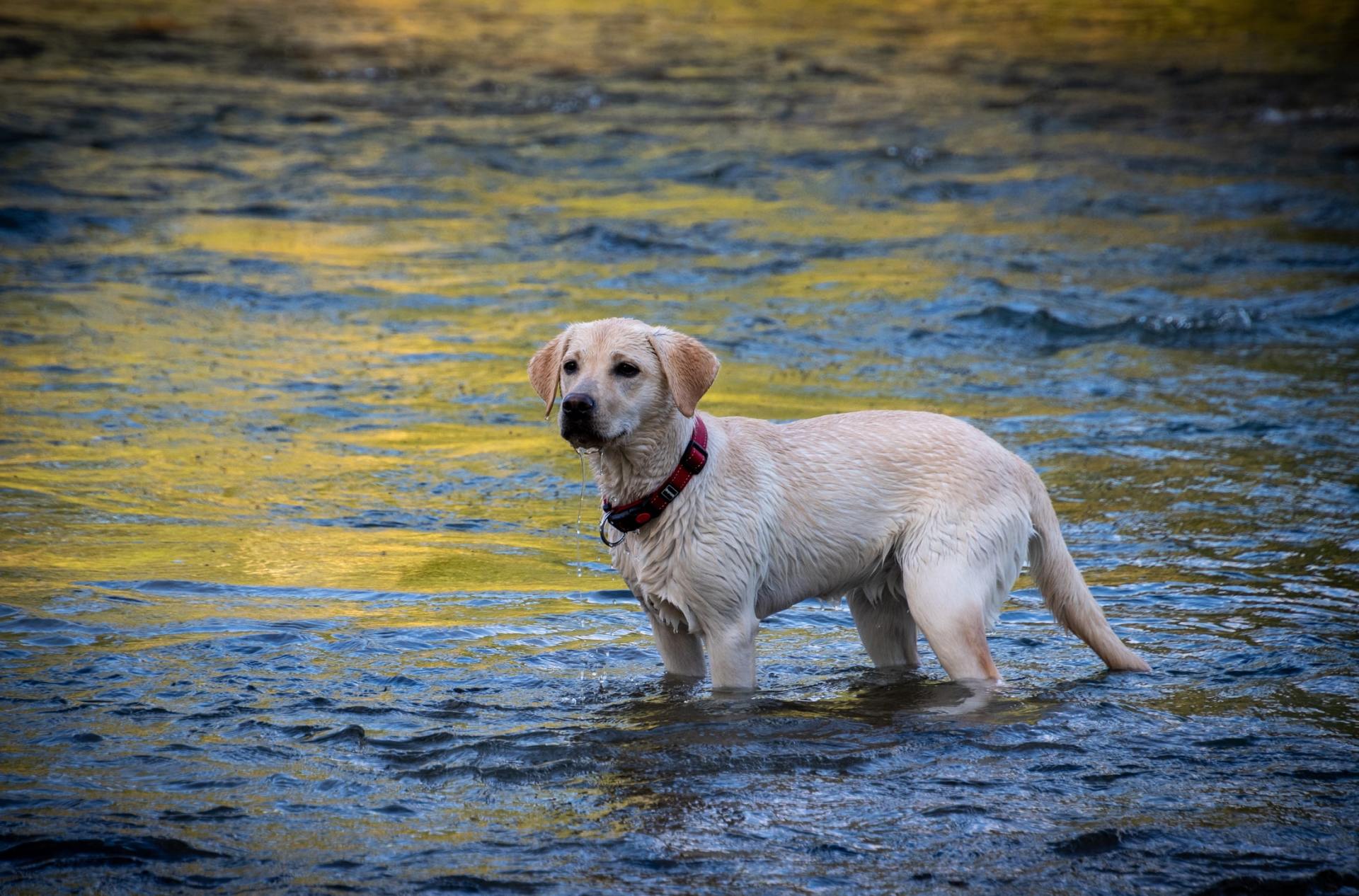 Know About Dog Bathing Hacks