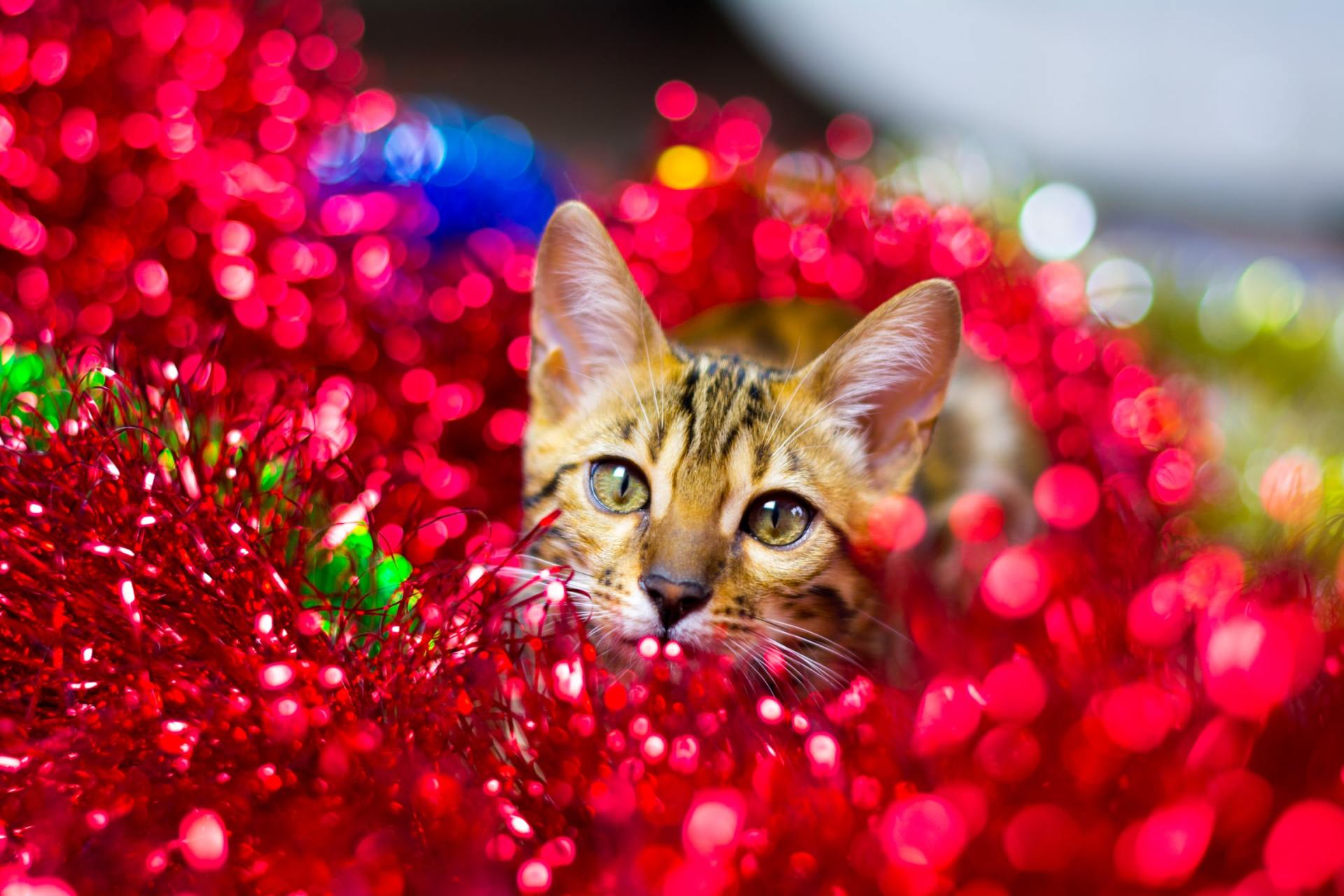 6 Things Your Cat Will Do Over The Holidays