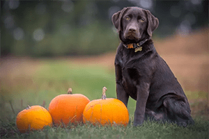 Autumn Hazards For Dogs