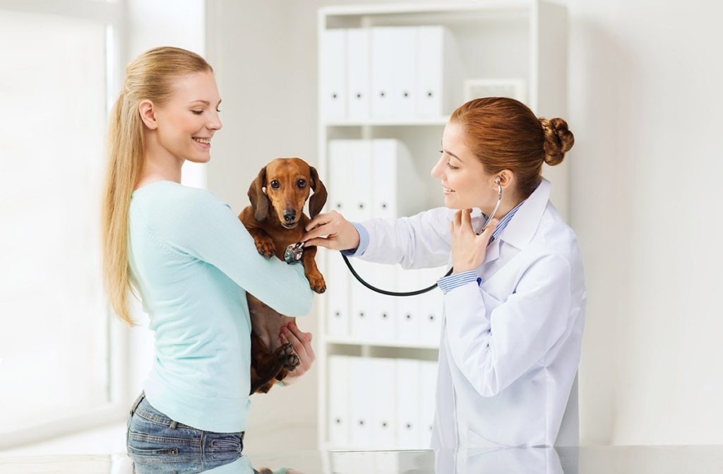 Ways To Keep Your Dog Healthy This Year