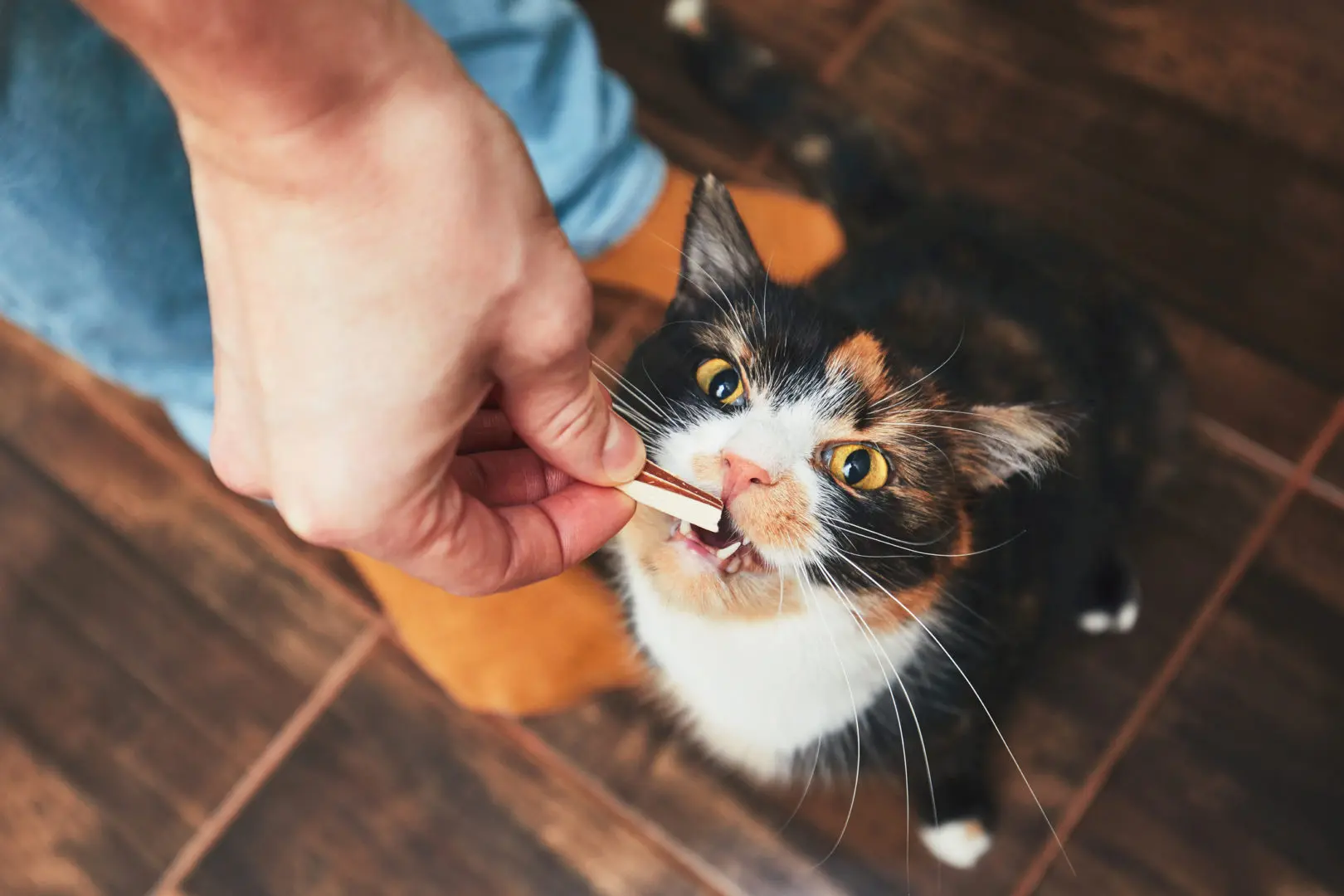 Giving Your Cat Treats