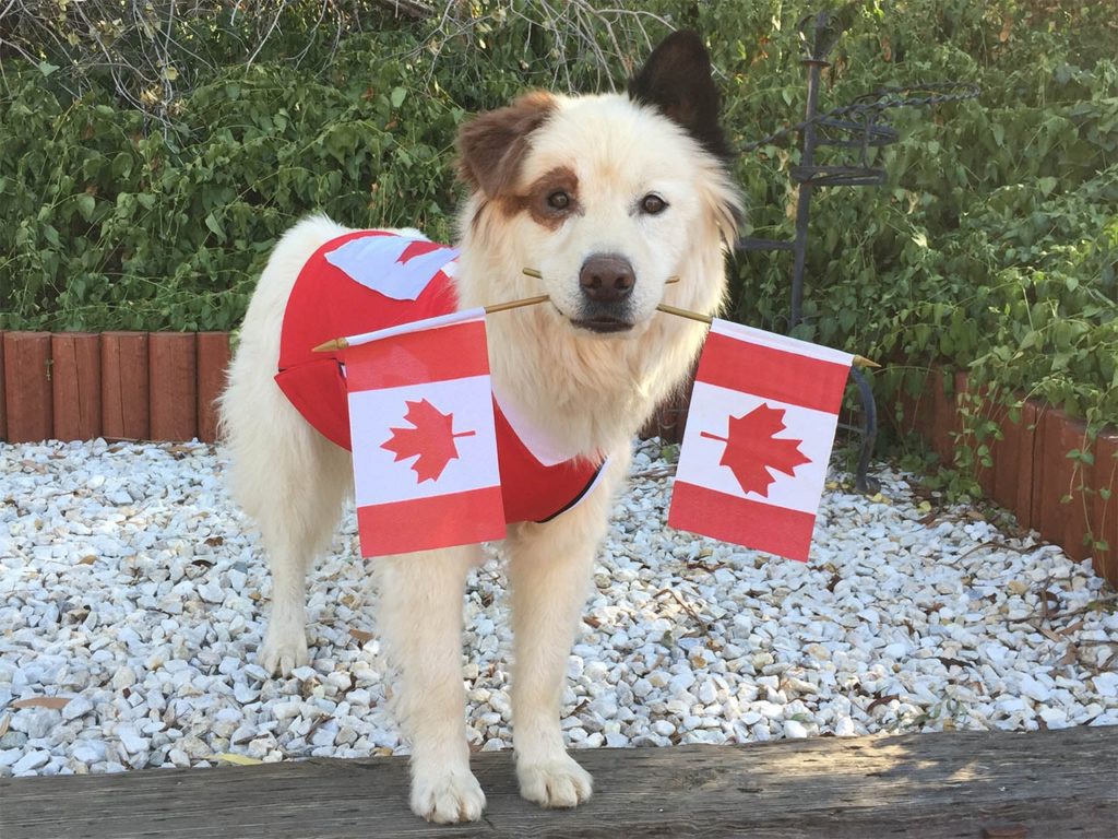 Canada Day With Fido
