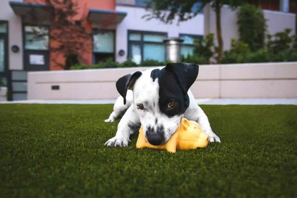 dog with black and white fur chewing on toy while lying on the grass
