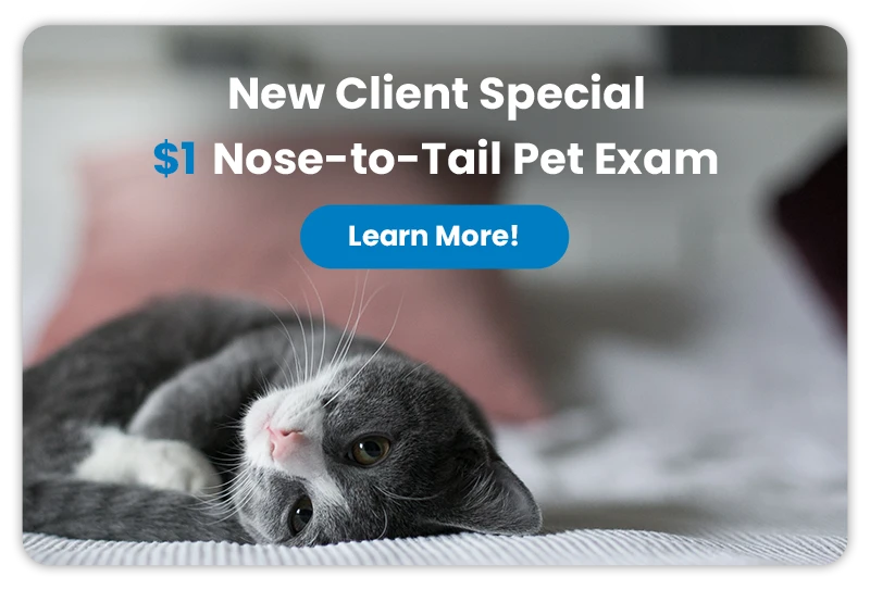 New Client Special $1 Nose-to-Tail Pet Exam