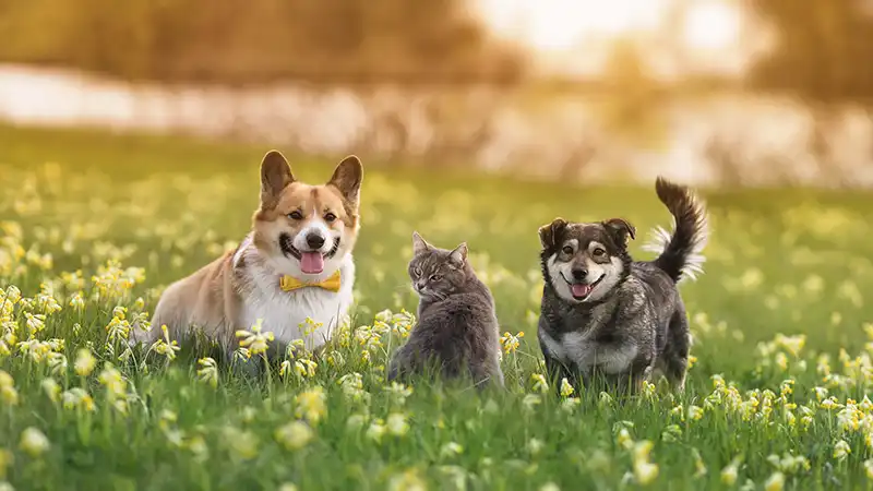 A Corgi, cat and black dog sitting in a field of grass and flowers.