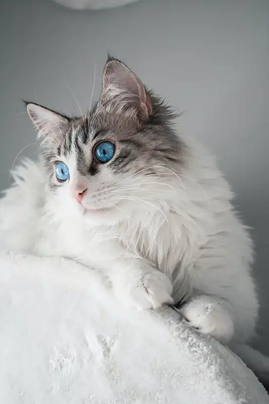 White cat with blue eyes looking off to the left.